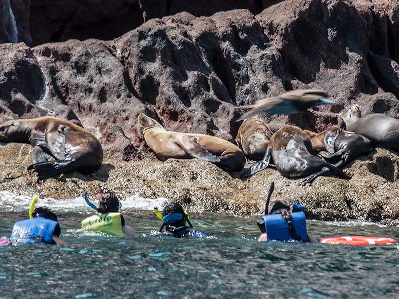 Tour Isla Espíritu Santo Colectivo baja vice