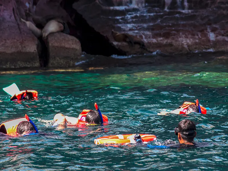 Tour Isla Espíritu Santo Colectivo baja vice