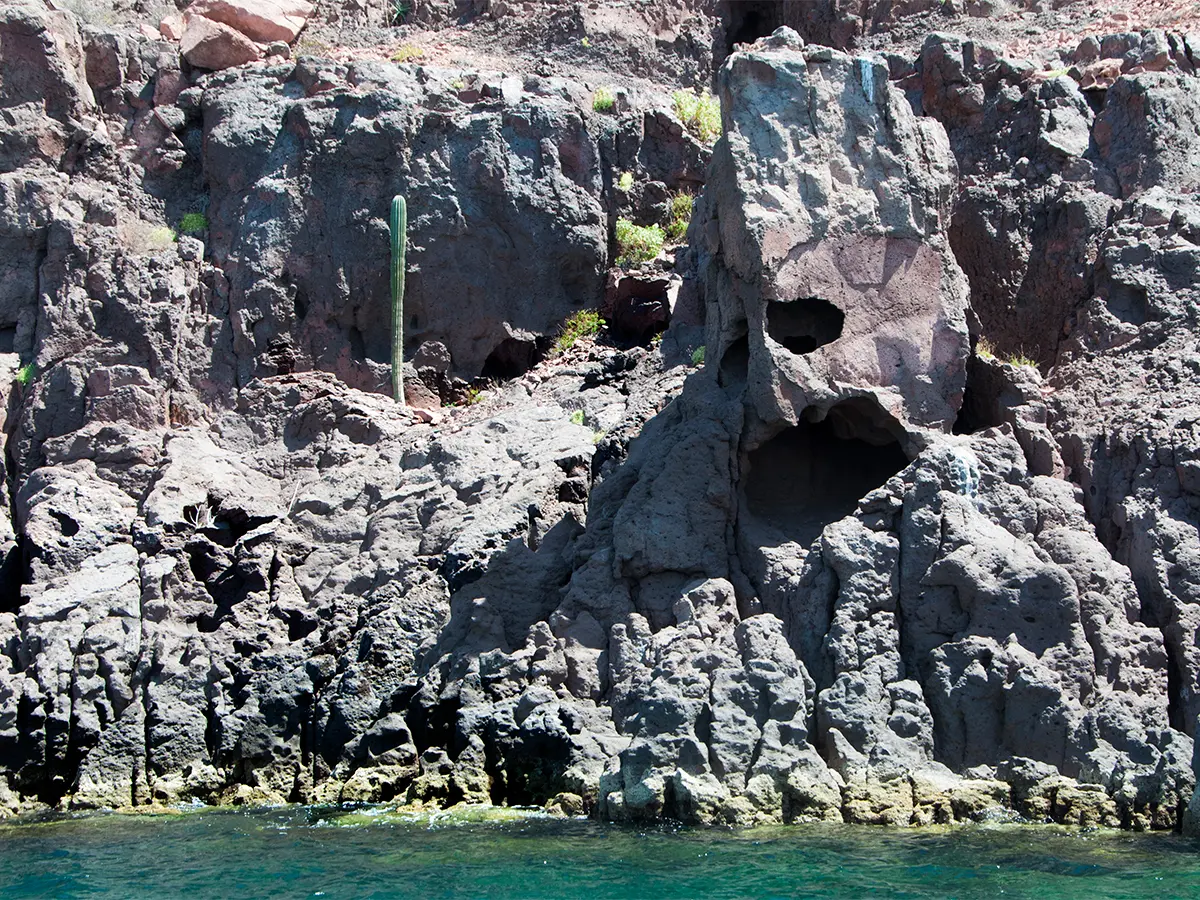 Tour Isla Espíritu Santo Colectivo baja vice