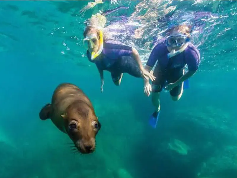 Tour Isla Espíritu Santo Colectivo baja vice