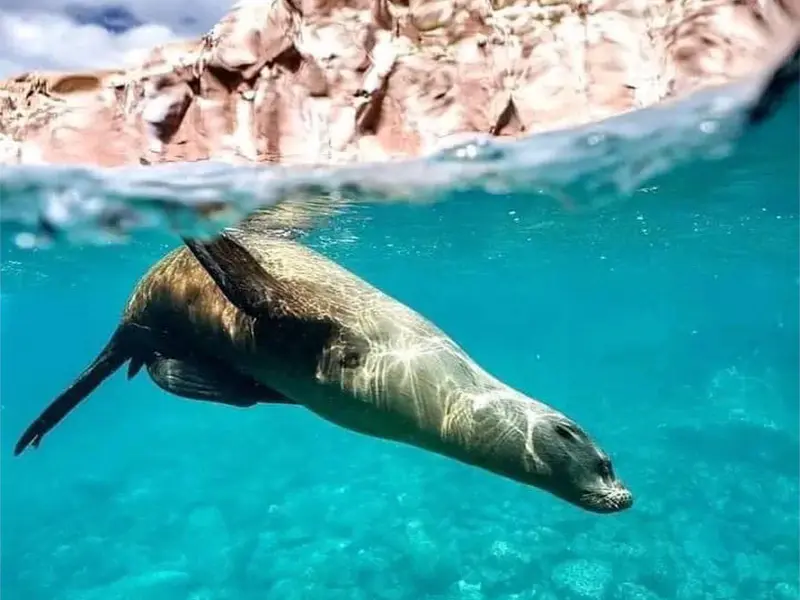 Tour Isla Espíritu Santo Colectivo baja vice